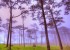 Phu-Soi-Dao-thailande-thailand-instagram-arbres-nature-environnement