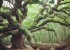 instagram-trees-arbres