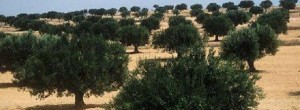 Tunisie – Sidi Bouzid: La récolte des olives est estimée à 36 mille tonnes