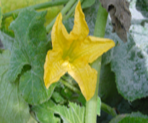 4 mai :  ”Coloquinte” et prisons tunisiennes