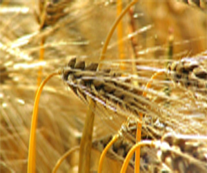 Tunisie: “Les dernières pluies pourraient affecter la qualité des céréales”