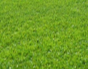 Sfax: Une décharge transformée en jardin public