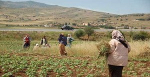 Tunisie: L’UTAP appelle à protéger les agriculteurs et la femme rurale contre le terrorisme