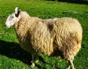 Tunisie – Aid El Idha: Importation de 100.000 moutons