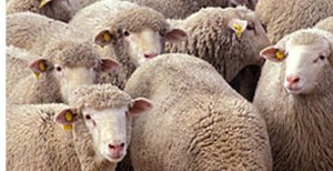 Aid Idha: Le prix du mouton entre 350 et 500 dinars