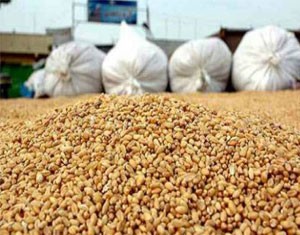 Ariana: Une récolte de céréales estimée à plus de 197 mille quintaux