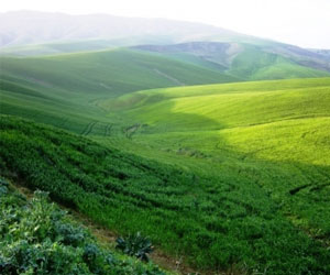 Siliana : environ 212 mille hectares consacrés aux grandes cultures