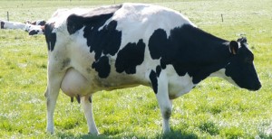 Tunisie – Petits exploitants agricoles : Les vaches laitières de Qatar Khayria