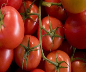 Tunisie: Permettre aux producteurs de bénéficier de l’augmentation du prix de référence des tomates fraîches