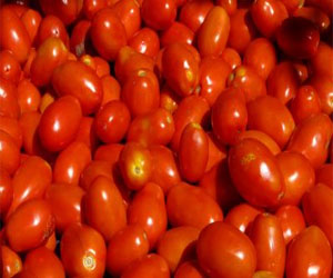 Tunisie: Les industriels réclament la révision des prix des tomates transformables