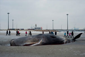 Tunisie: Une baleine de 11 m s’échoue sur les côtes de Kerkennah