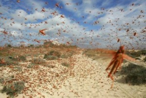 Israël – Invasion de sauterelles