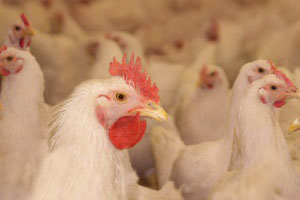 Tunisie – Economie : L’UTAP s’étonne de l’interdiction d’exporter des produits de volailles vers la Libye