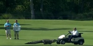 Quand un alligator effraie les golfeurs !