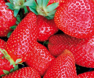 Nabeul : Production exceptionnelle de fraises avec près de 17 mille tonnes