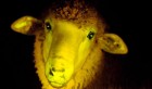 Tunisie : Premier arrivage de moutons espagnols (Vidéo)