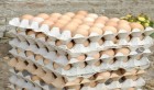 Tunisie: Le prix de vente des oeufs à la consommation, fixé à 155 millimes l’unité