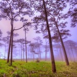 Tunisie: Célébration de la fête nationale de l’arbre