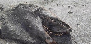 Découverte d’une étrange créature sous marine