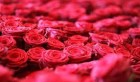 Tunisie – L’Ariana : 21e édition de la Fête de la rose
