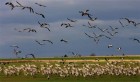 Des aires de rassemblement essentielles à la migration des oiseaux risquent de disparaître en Tunisie