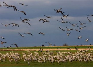Baguage en Tunisie de 45 poussins flamants roses à la Lagune de Korba