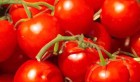 Tunisie: Adaptation du prix des tomates d’industrie à la qualité du fruit