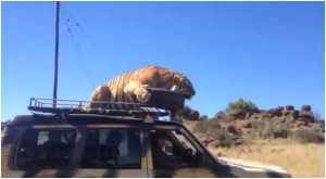 VIDÉO : Un tigre s’endort sur le toit d’une voiture !
