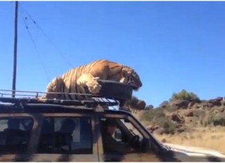 VIDÉO : Un tigre s’endort sur le toit d’une voiture !