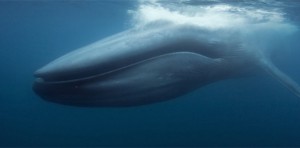Une baleine bleue de plus de 12 mètres échouée sur la plage de Mahdia