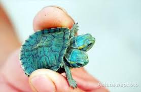 VIDEO : Une tortue à deux têtes dans un zoo du Texas