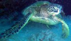 Une tortue marine emmaillée dans un filet de pêche