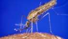 Cas de paludisme: Plan d’urgence