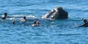 VIDEO : Un surfeur assommé par la queue d’une baleine