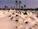 Environnement : La désertification menace 75% des terres tunisiennes