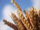 Tunisie, Agriculture: Baisse de la récolte céréalière de 44%
