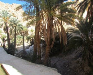 Tunisie – Tozeur: Mesures préventives pour protéger les palmiers