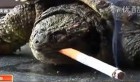 VIDEO: Une tortue chinoise fume dix cigarettes par jour
