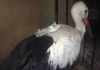 Une cigogne derrière les barreaux pour espionnage en Egypte