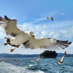 Japan’s pine islands