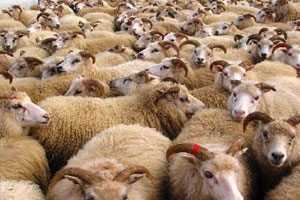 En vidéo : Aid Al Adh’ha ou la Tabaski ?