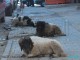 Maroc : Le mouton du sacrifice, un marché de 11 milliards de dirhams