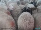 Aid El Kébir 2013: Le prix du mouton entre 380 et 900 dinars