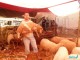 VIDEO: Bousculade pour acquérir un mouton de l’Aid
