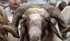 Tunisie: Les moutons de sacrifice disponibles en quantités suffisantes