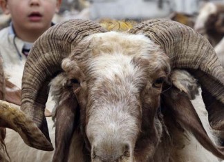Tunisie: Les moutons de sacrifice disponibles en quantités suffisantes
