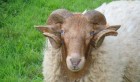 Aid Al Adha : Des éleveurs marocains engraisseraient les moutons aux corticoïdes