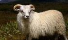 Aid el Idha: Les moutons espagnols sont arrivés