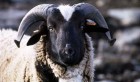 Aid Al Idha: La moitié des moutons importés d’Espagne n’ont pas été vendus