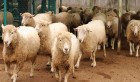 Aïd El Idha: Les prix du mouton sur pied fixés entre 10,800 et 11,500 le kg